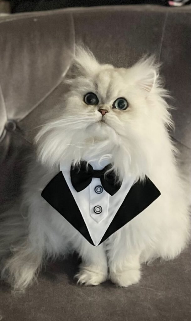 Pet Luxury shop Nederland. 7 888